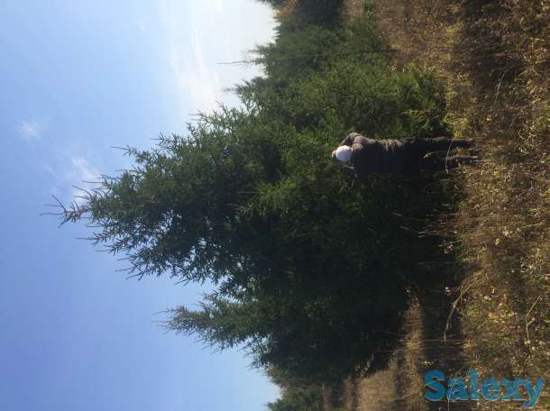 Саженцы крупномеры ель, сосна, береза, фотография 7