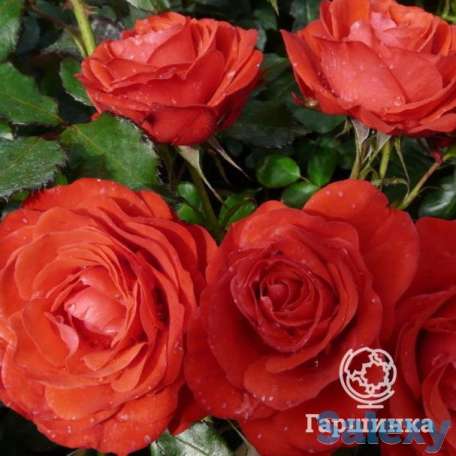 Роза роберт винстон, харкнесс, фотография 1