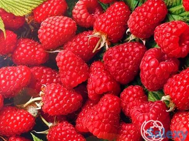 Малина Брянский Рубин, фотография 1