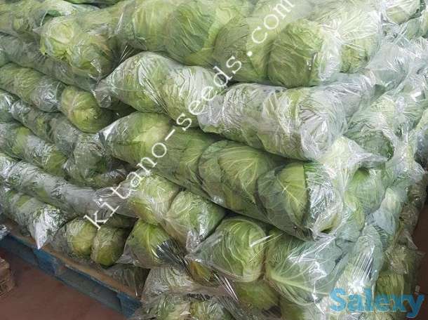 Семена ранней капусты КАНАЯМА F1, KITANO SEEDS, фотография 2