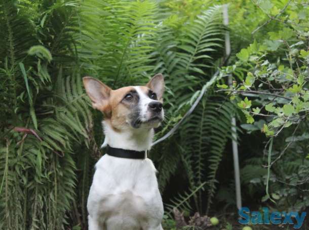 Тина ищет дом., фотография 2