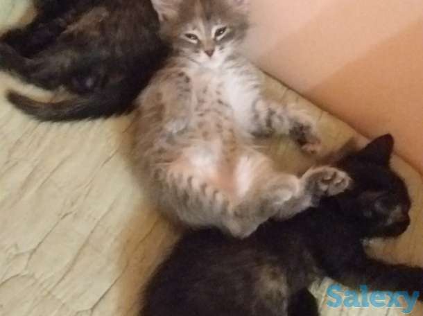 Отдадим котят в хорошие руки, фотография 2