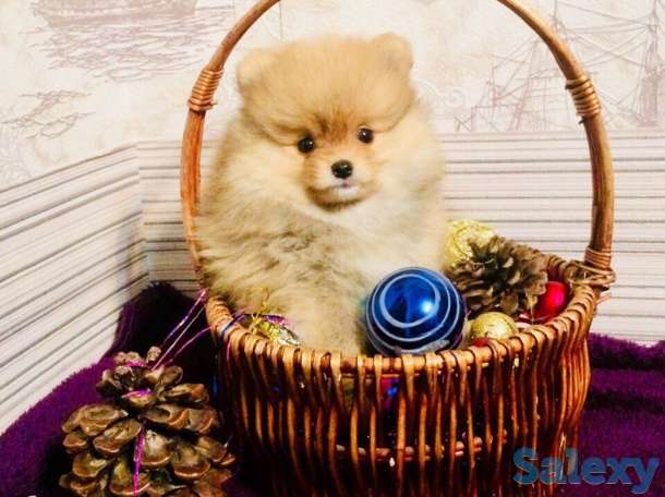 Щенков шпиц, фотография 1