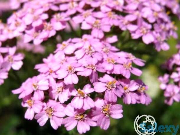 Тысячелистник Лилак Бьюти, фотография 1
