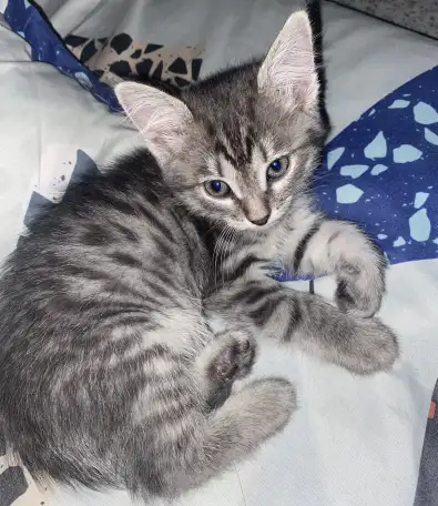 Котенок 1,5 месяц к лотку приучен , веселый мальчик, фотография 1