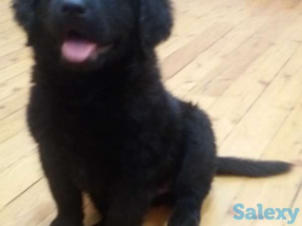 Продам щенков лабрадора черного окраса, фотография 11