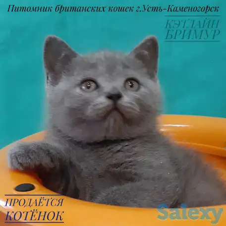 Британские котята, фотография 3