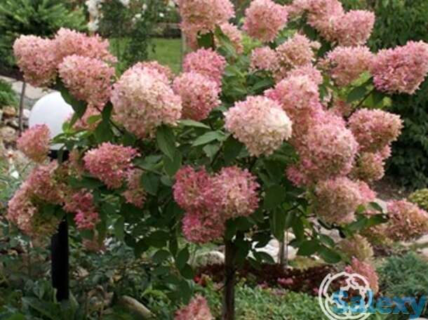 Гортензия фантом на штамбе 80 см, фотография 1