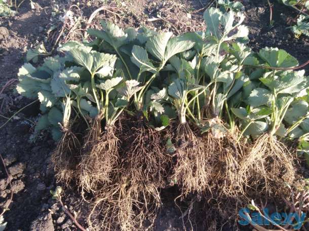 Саженцы Клубники, фотография 1