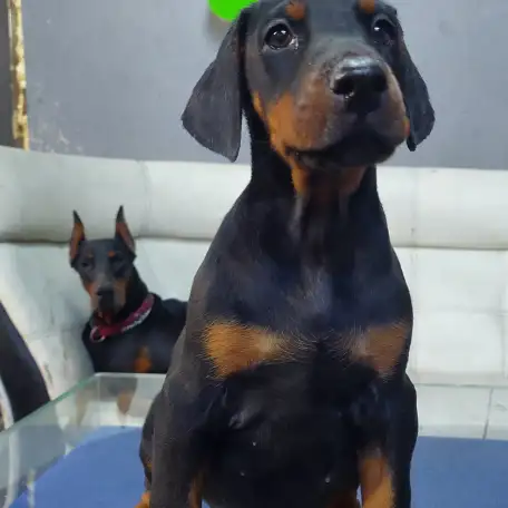 Щенки Добермана, фотография 3