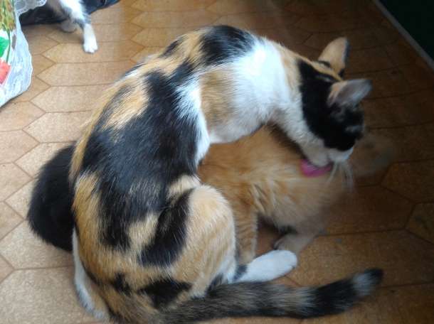 Отдам котят в хорошие руки, фотография 8