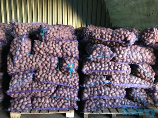 Продаю картошку, фотография 1