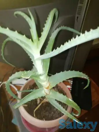 продам недорого комнатные цветы, цена по договорённости., фотография 5