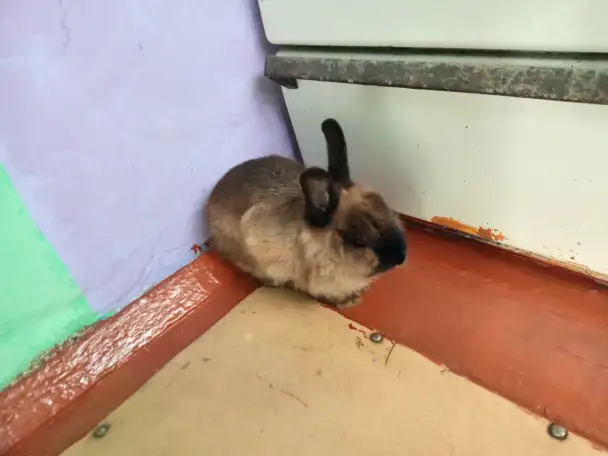 Продам декоративного кролика, фотография 1