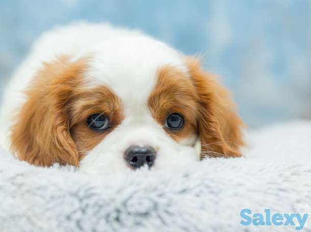 Питомник кавалер кинг чарльз спаниелей 