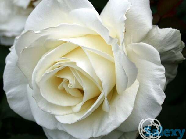 Роза тинеке чайно-гибридная, топалович, фотография 1