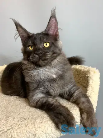 Мальчик мейнкун, фотография 3