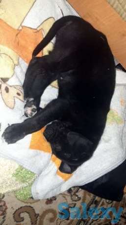 Продам или обмен, фотография 1