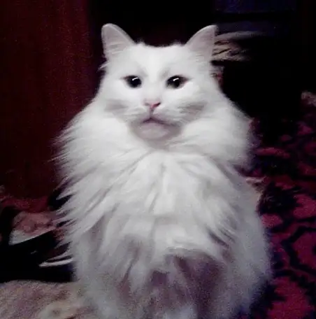 Обмен квартиры, 15-й мкр-н дом 31 кв. 194 г. Рославль смоленской обл., фотография 13