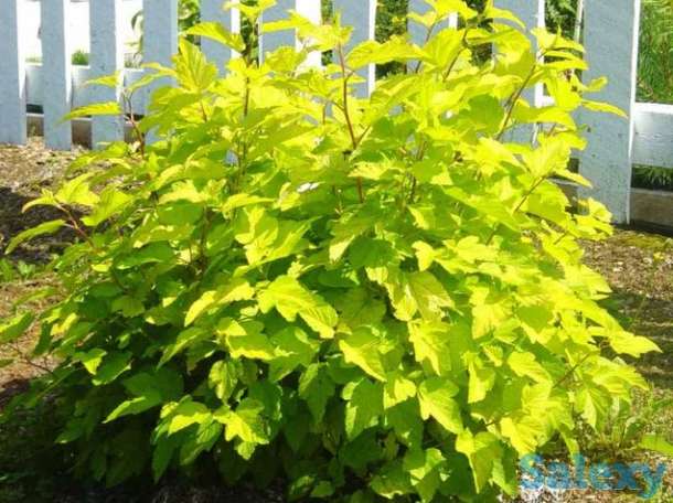 Продаюм декоративные растения для сада, фотография 6