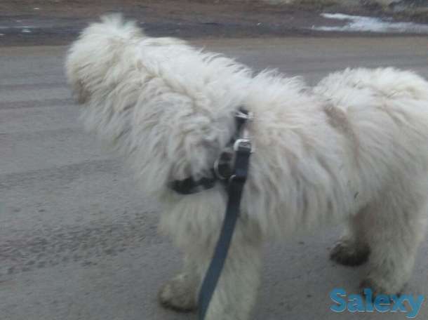 Продам южно-русскую овчарку. Кабель. 5 месяцев, фотография 2