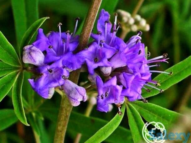 Витекс священный латифолия, фотография 1