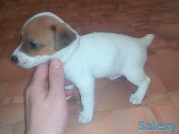 Продам предлагаем к продаже щенков, фотография 5