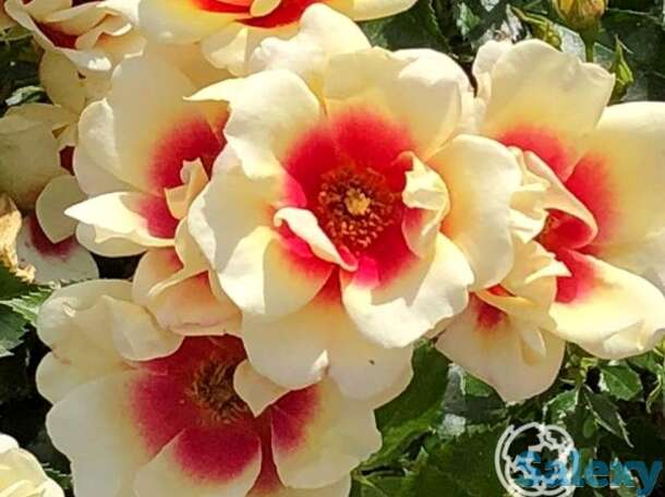 Роза глориос бэбилон айз, интерплант, фотография 1