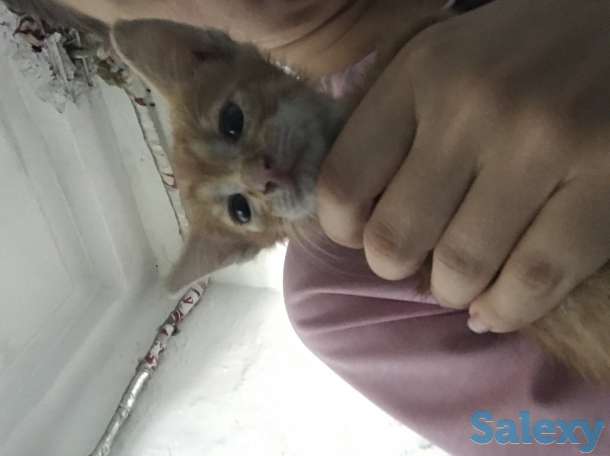 Отдам котят в хорошие руки, фотография 3