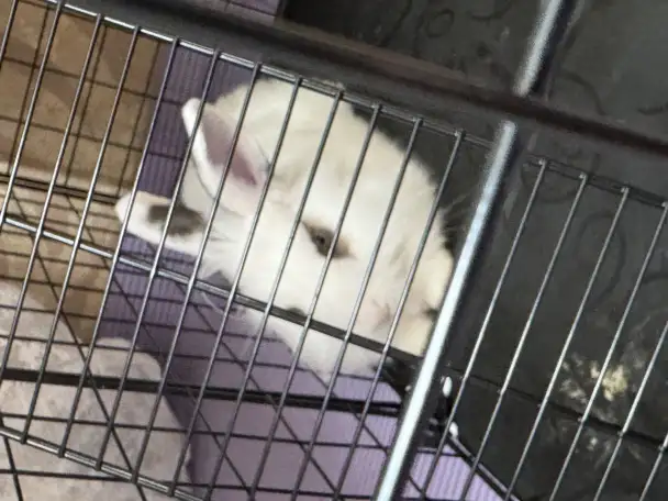 Продаю Кролика!, фотография 1