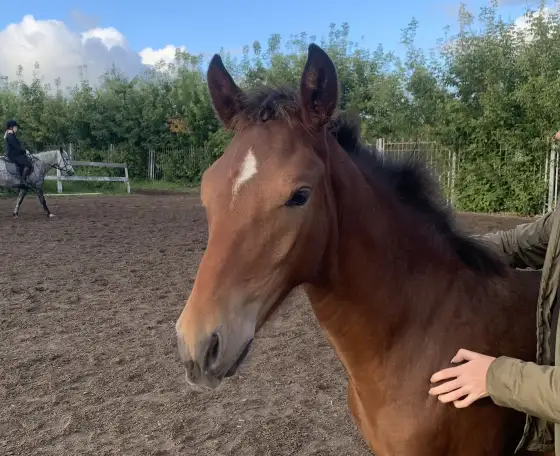 Продается полукровная донская кобылка, фотография 1