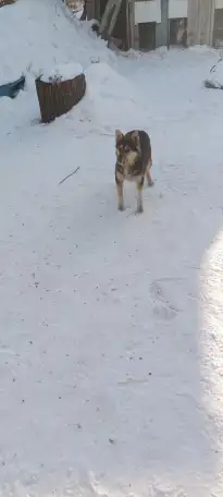 в добрые руки!, фотография 2