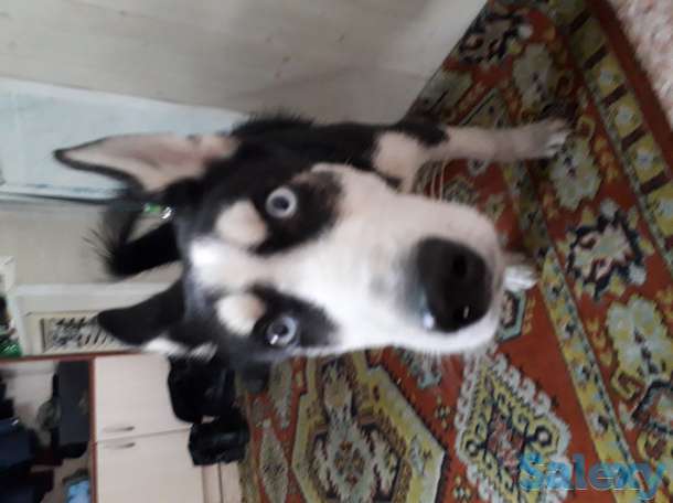 Продаю щенка порода хаски, фотография 4