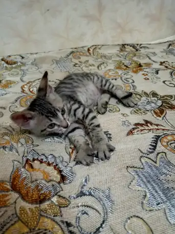 Велюровые, донские красавцы сфинксы, ждут своих хозяев!!!, фотография 5