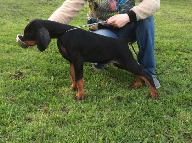 Щенки добермана , фотография 2