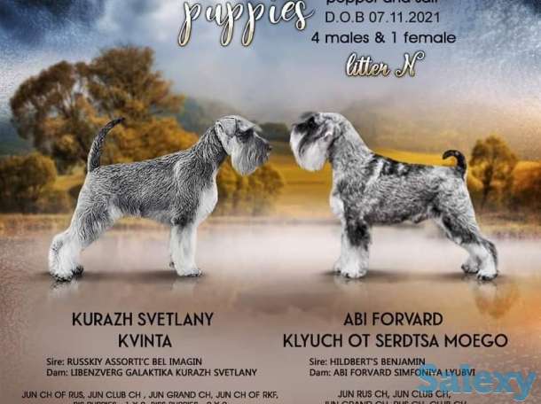 щенки цвергшнауцера, фотография 4