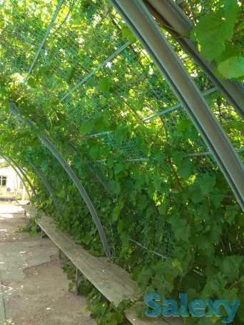 Действующий бизнес в Чундже, фотография 3