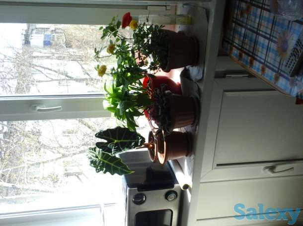 Обменяю квартиру на деньги, Ленина 189, фотография 4