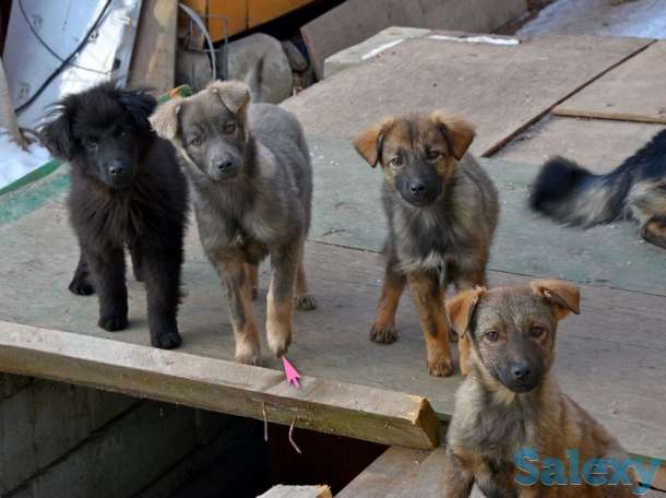 Отдам щенков дворняжек, любящим этих милых, неприхотливых и верных охранников, людям., фотография 1