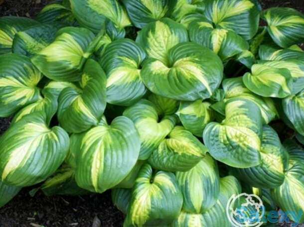 Хоста кафедрал уиндоуз (l), фотография 1