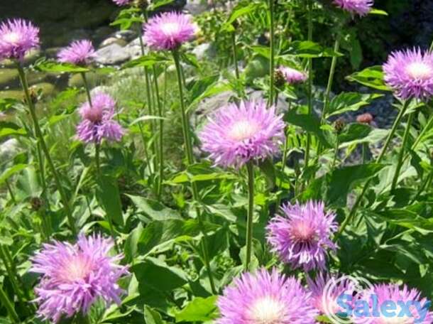 Василек подбеленный, фотография 1