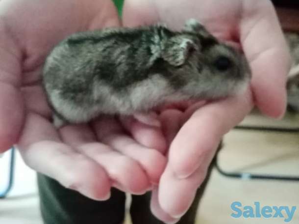 Продам хомяка, фотография 1