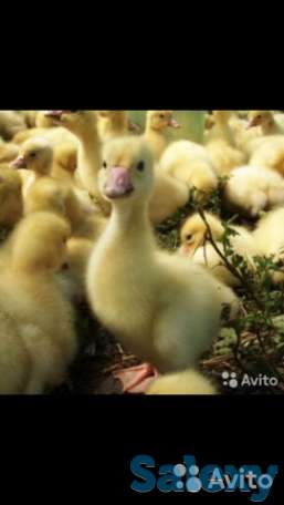 Гусята (молодняк), фотография 5