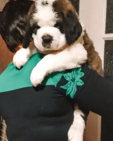 СЕНБЕРНАРЩЕНКИПРОДАЖА, фотография 4