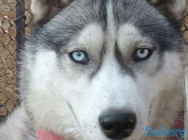 Продажа продам собаку сибирский, фотография 1