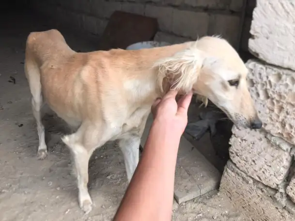 щенки, фотография 1