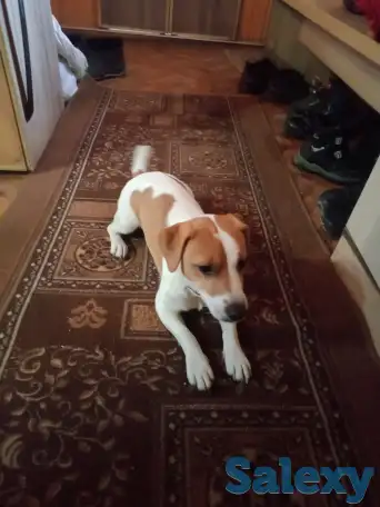 Вязка, фотография 3