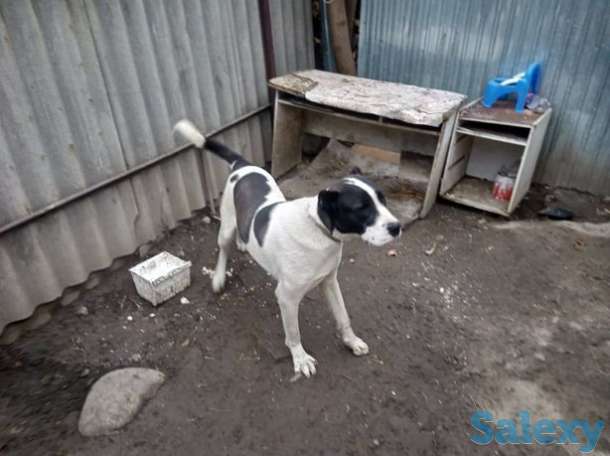 Собака Алабайййй, фотография 1