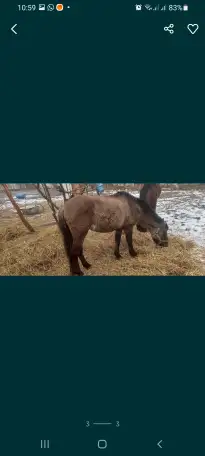 Продам лошадей жеребчик и кобылка обучены стоят на откорме кобылка жеребая 6месяца, фотография 1