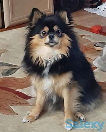 Шпицы. Радость в дом!, фотография 6